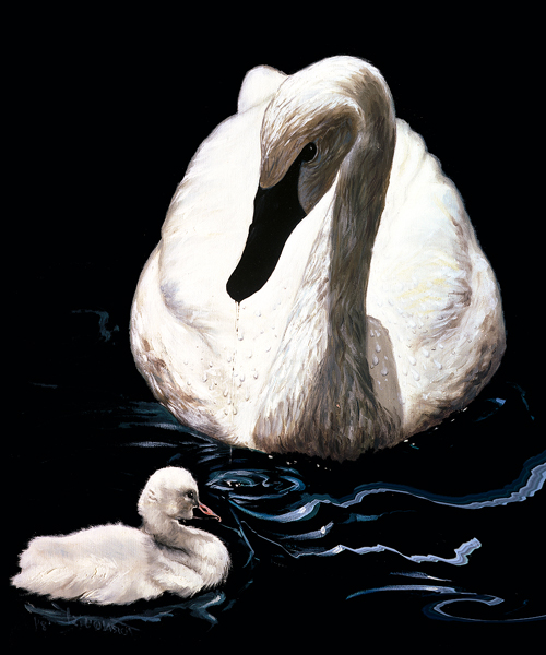mother-swan-web