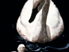 mother-swan-web